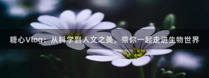 糖心在线蘑菇vlog：糖心Vlog：从科